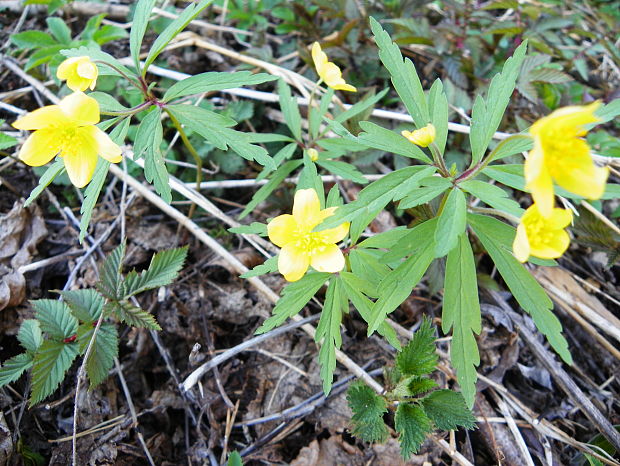 veternica iskerníkovitá Anemone ranunculoides L.