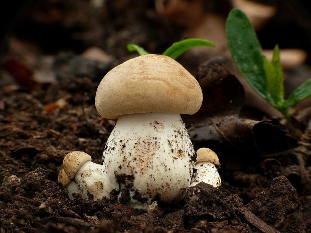 čírovnica májová Calocybe gambosa (Fr.) Donk