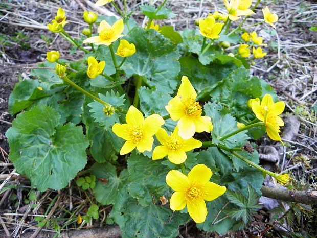 záružlie močiarne Caltha palustris L.