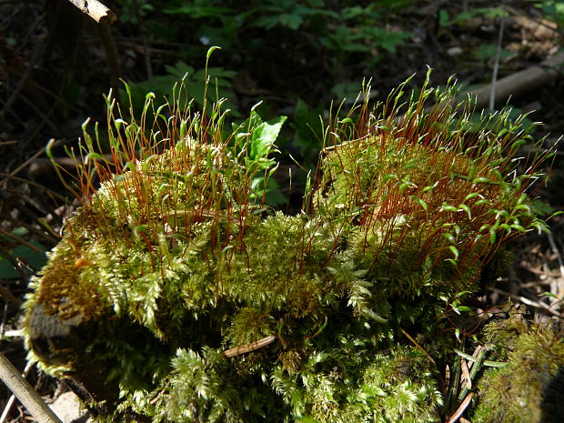 rohozub purpurový Ceratodon purpureus (Hedw.) Brid.