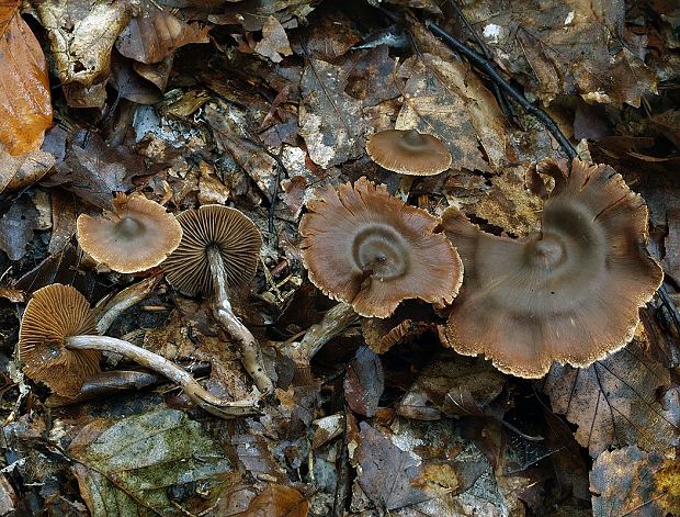 pavučinovec nevoňavý Cortinarius inolens (H. Lindstr.) Bidaud