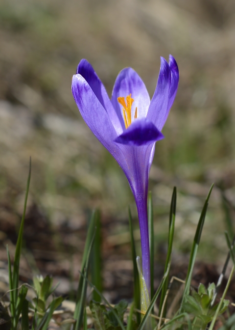 šafran spišský Crocus discolor G. Reuss