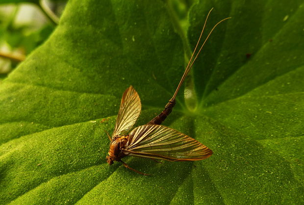 podenka  Ecdyonurus,..? L.