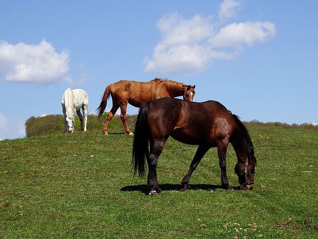 tri (ne)gaštanové kone Equus caballus