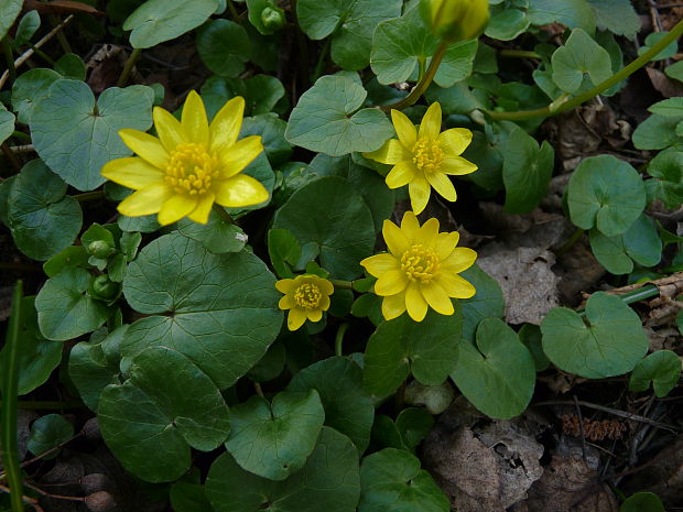 blyskáč Ficaria calthifolia Rchb.