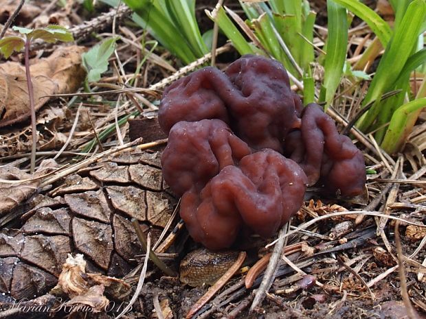 ušiak obyčajný Gyromitra esculenta (Pers.) Fr.