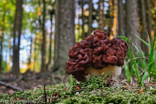 ušiak obyčajný Gyromitra esculenta (Pers.) Fr.