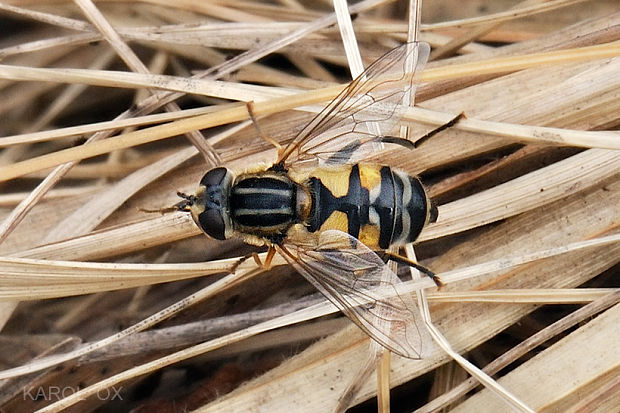 pestrica Helophilus trivittatus