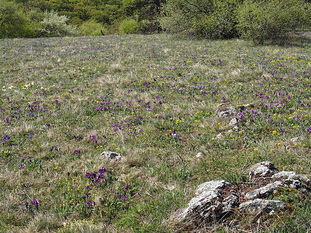 kosatec nízky Iris pumila L.