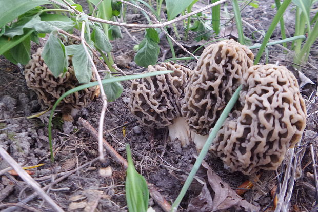 smrčok jedlý Morchella esculenta (L.) Pers.