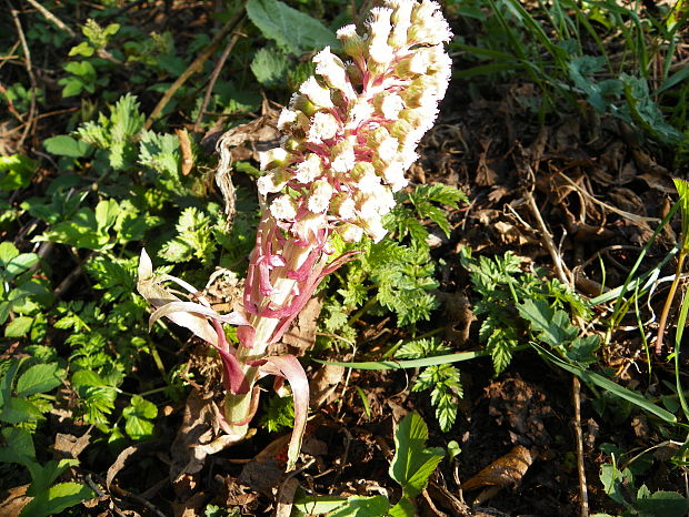 deväťsil lekársky Petasites hybridus (L.) P. Gaertn., B. Mey. et Scherb.