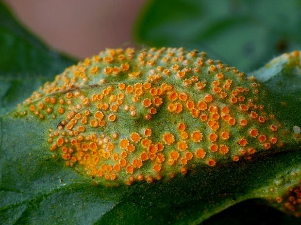 hrdza Puccinia sp.