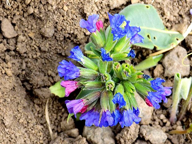 pľúcnik Pulmonaria sp.