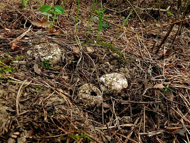 tulipánovka fialová Sarcosphaera coronaria (Jacq.) J. Schröt.