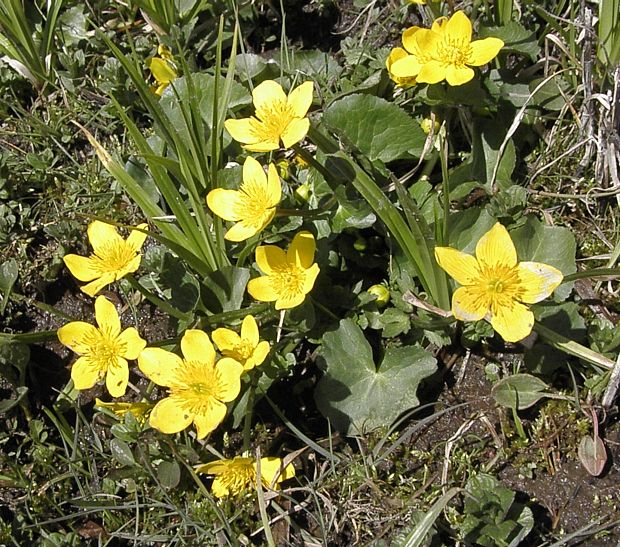 záružlie močiarne Caltha palustris L.