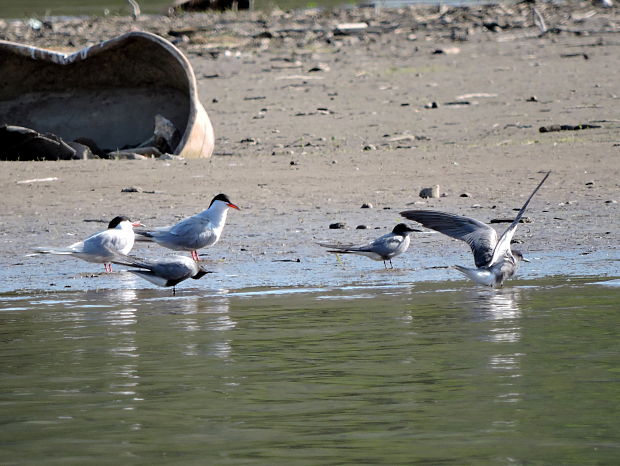 čorík čierny Chlidonias niger