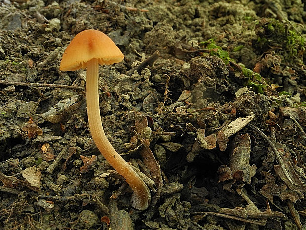 kapucňovec vlhkomilný Conocybe digitalina (Velen.) Singer