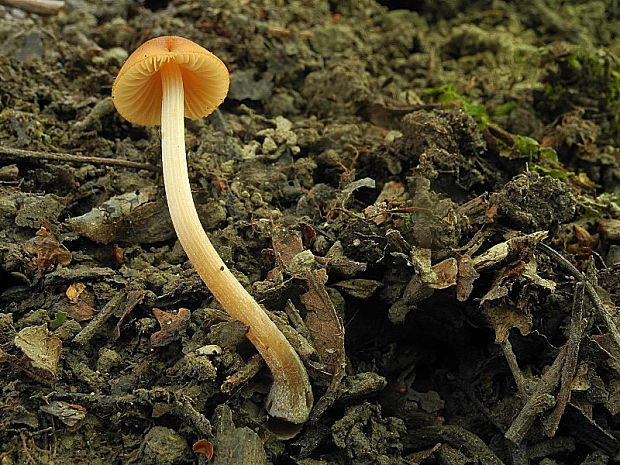 kapucňovec vlhkomilný Conocybe digitalina (Velen.) Singer