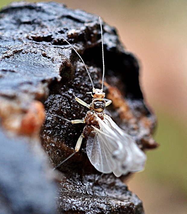 pošvatka Plecoptera