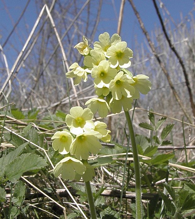 prvosienka vyššia Primula elatior (L.) L.