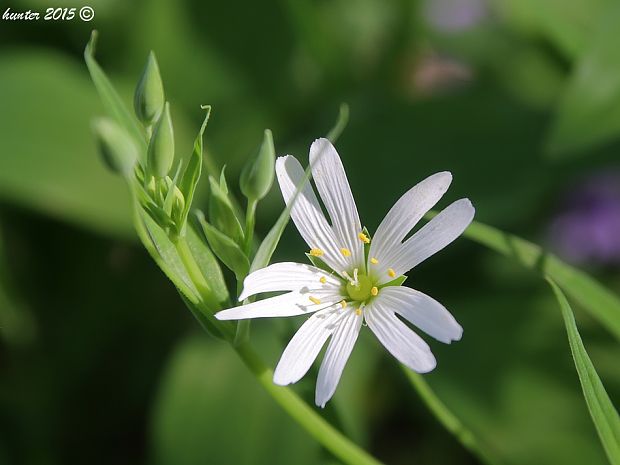 hviezdica veľkokvetá Stellaria holostea L.