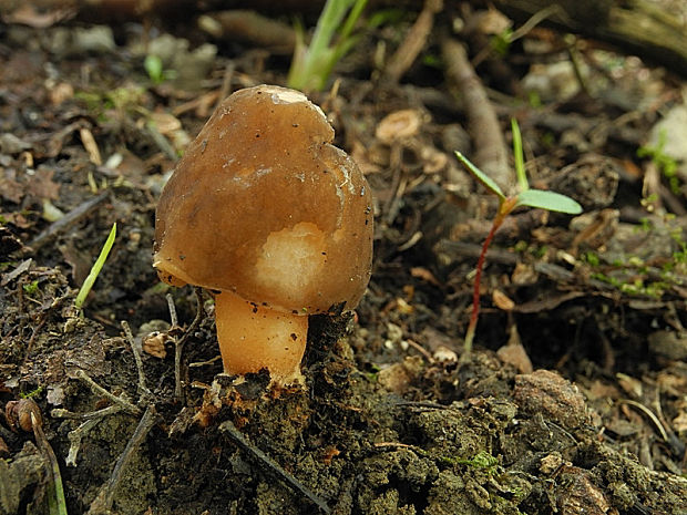 smrčkovec náprstkovitý Verpa conica (O.F. Müll.) Sw.