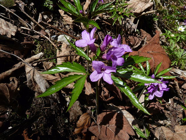 zubačka žliazkatá Dentaria glandulosa Waldst. et Kit. ex Willd.