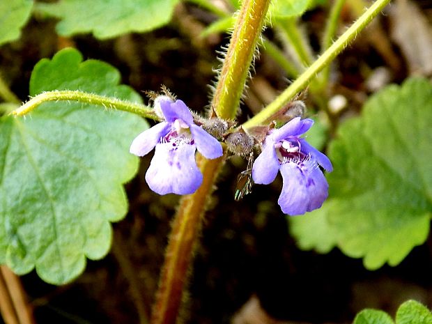 zádušník brečtanovitý Glechoma hederacea L.