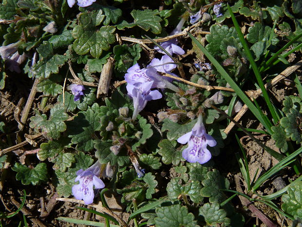 zádušník chlpatý Glechoma hirsuta Waldst. et Kit.