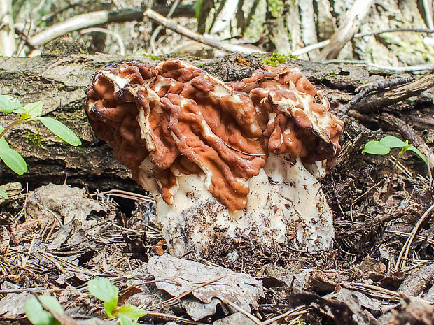 ušiak obrovský Gyromitra gigas (Krombh.) Cooke