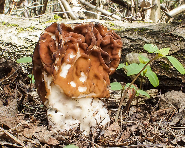 ušiak obrovský Gyromitra gigas (Krombh.) Cooke