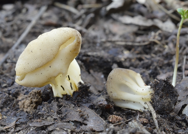 chriapač kalíškovitý Helvella acetabulum (L.) Quél.