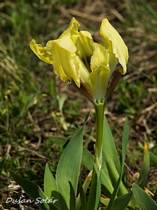 kosatec nízky Iris pumila L.