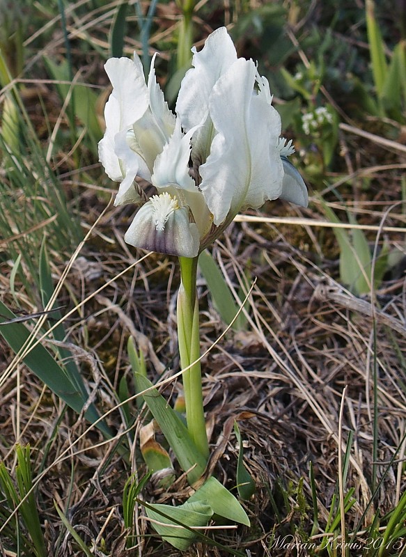 kosatec nízky Iris pumila L.