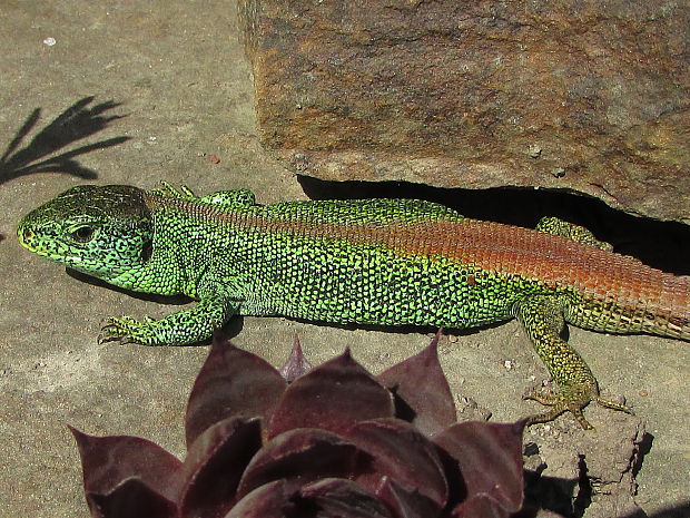 ještěrka obecná, M Lacerta agilis m. erythronota