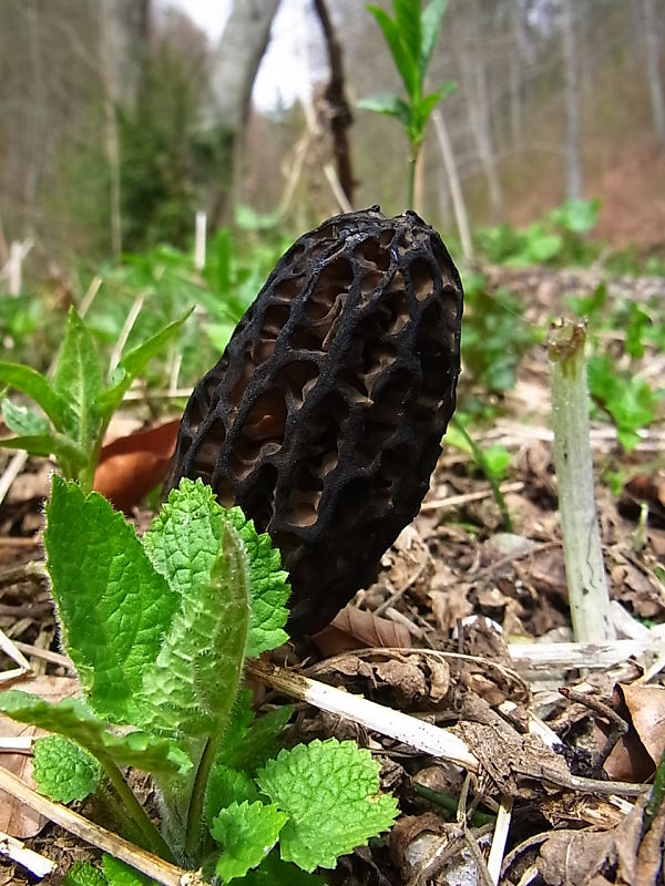 smrčok Morchella sp.