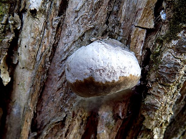 ohňovec obyčajný Phellinus igniarius (L.) Quél.