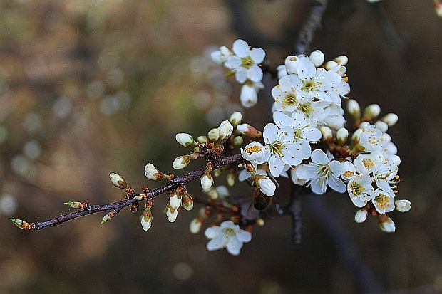 trnka obyčajná Prunus spinosa L.