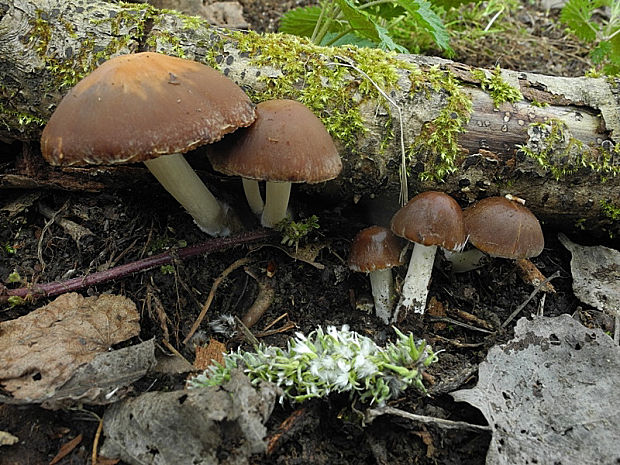 drobuľka Psathyrella sp.