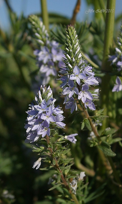 veronika rozprestretá   Veronica prostrata L.