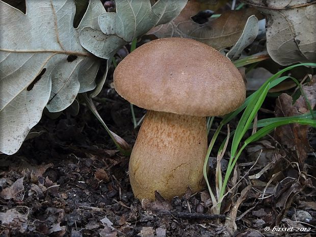 suchohríb moravský Aureoboletus moravicus (Václ. Vacek) Klofac