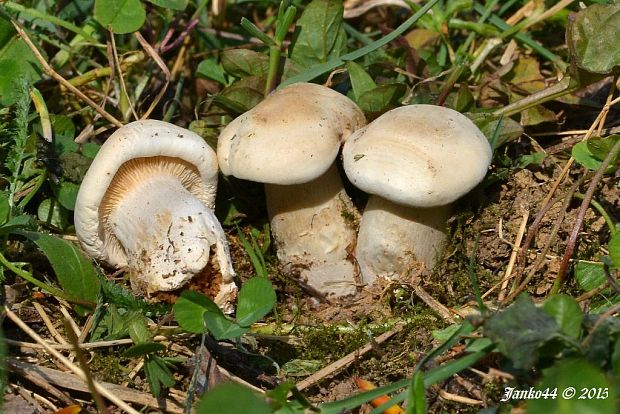 čírovnica májová Calocybe gambosa (Fr.) Donk