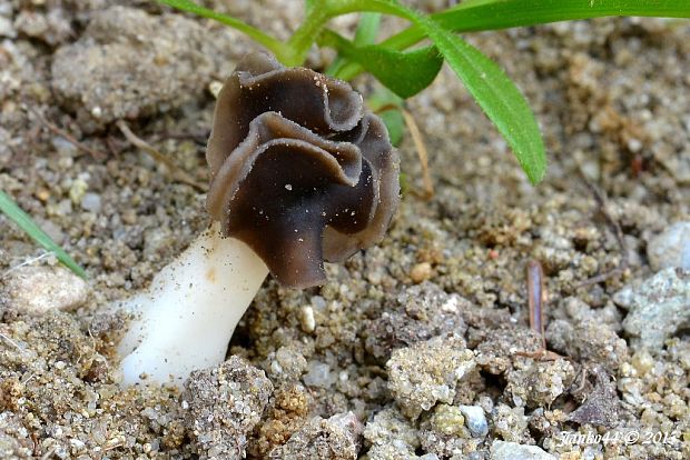 chriapač pieskomilný Helvella leucopus Pers.