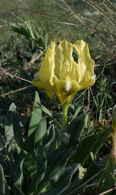 kosatec nízky Iris pumila L.