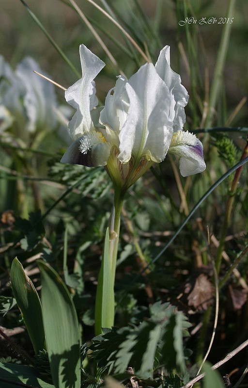 kosatec nízky Iris pumila L.