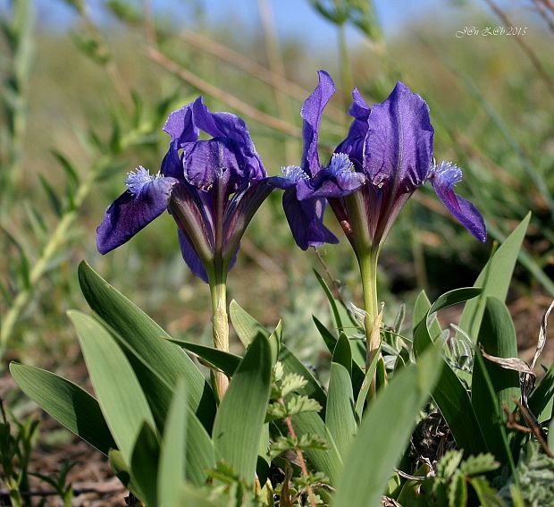 kosatec nízky Iris pumila L.