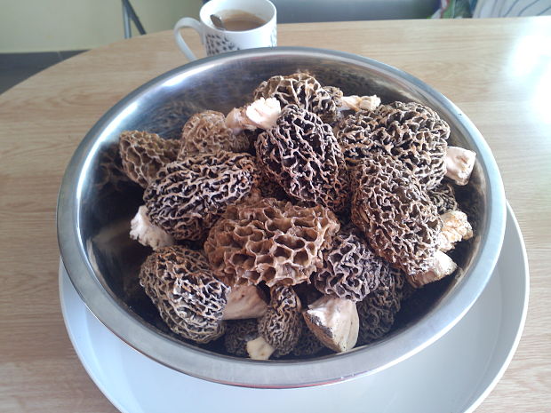 smrčok jedlý Morchella esculenta (L.) Pers.