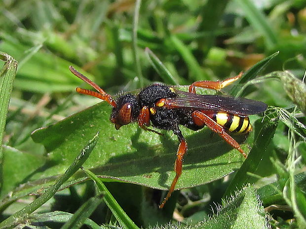 nomada obecná Nomada fucata