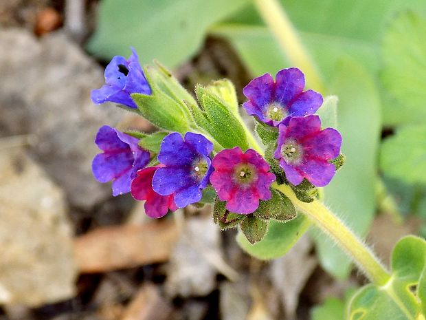 pľúcnik tmavý Pulmonaria obscura Dumort.