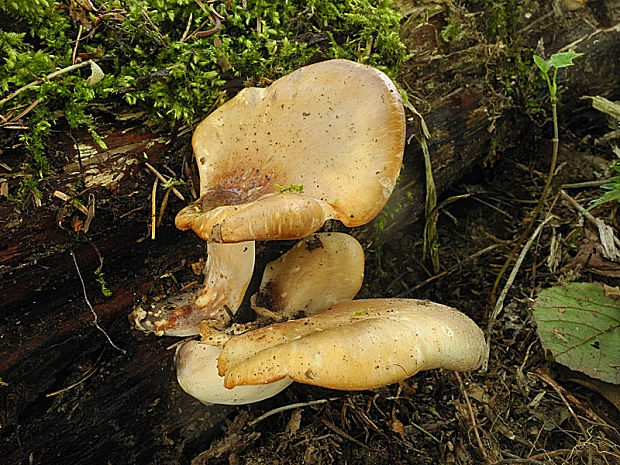 trúdnik tmavohlúbikový Royoporus badius (Pers.) A.B. De